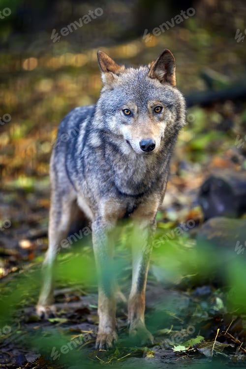 Preview: Wolf in autumn forest
