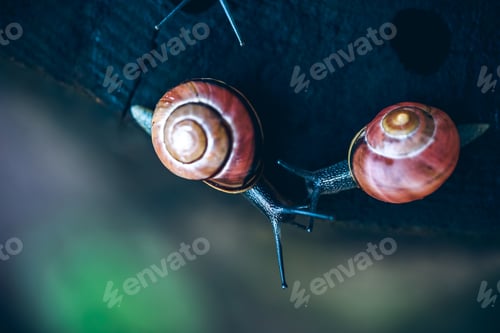 Preview: Closeup of athe snail on the black rocky surface