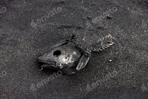 Preview: The fish died due to an environmental catastrophe.