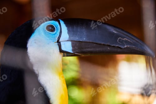 Preview: Beautiful Toucan in captivity