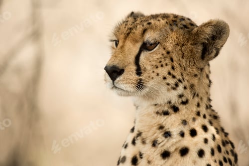 Preview: Close-up of a Cheetah, Serengeti, Tanzania