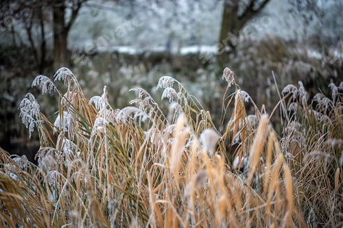Preview: Field of grass with a blanket of frost covering the tops of the blades