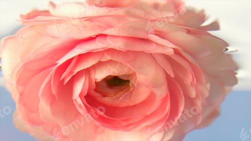 Preview: Delicate Pink Flower Close Up, Soft Light