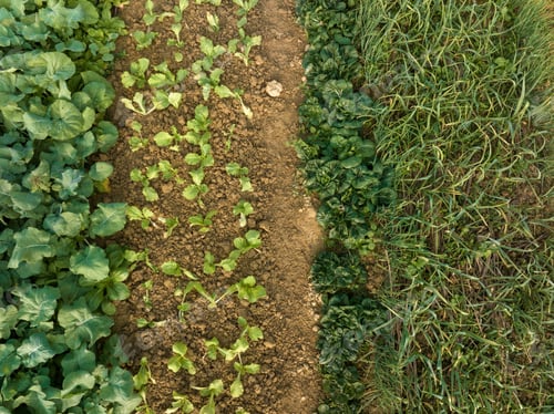 Preview: Aerial view of vegetable plants growing at field