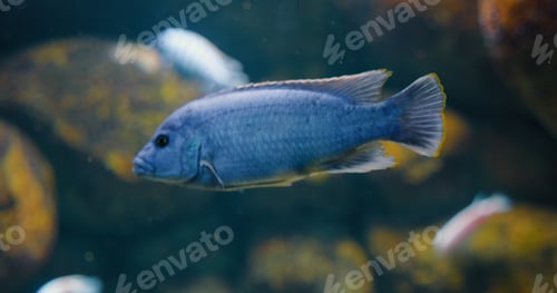 Vista previa: Aquarium fish close-up, marine animal life. Underwater landscape. Pindani is a species of cichlid