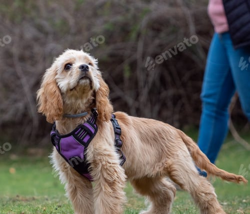 Preview: Brown puppy with purple harness standing looking up