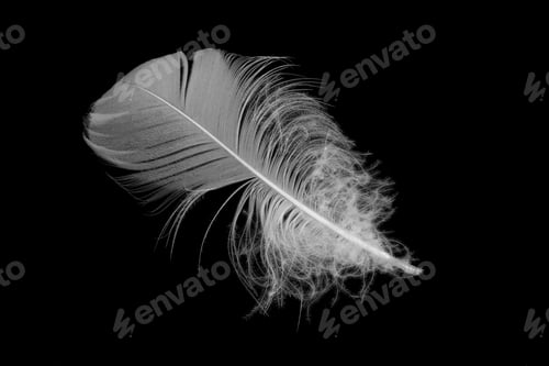 Preview: white goose feather on a black isolated background