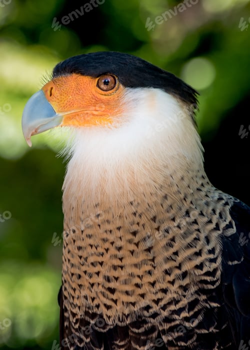 Preview: Side view of a Crested Caracara bird.