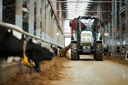 Preview: Tractor moving along cowsheds and spreading forage for dairy cows