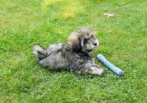 Preview: High angle shot of a Little lion dog lying on the grass