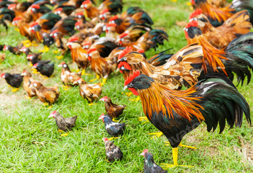 Preview: Group of toy hen on the grass
