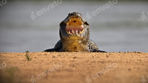 Preview: Closeup of a terrifying alligator bellowing in a pond in Pantanal, Brazil