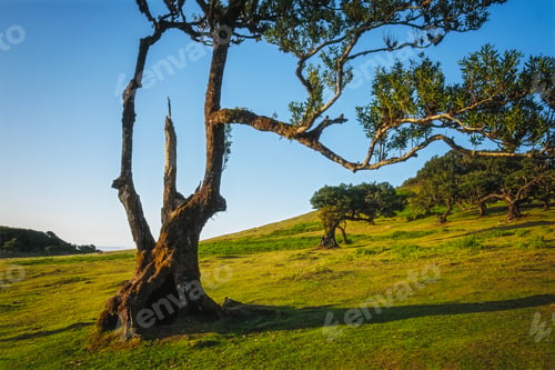 Preview: Fanal forest on Madeira island, Portugal