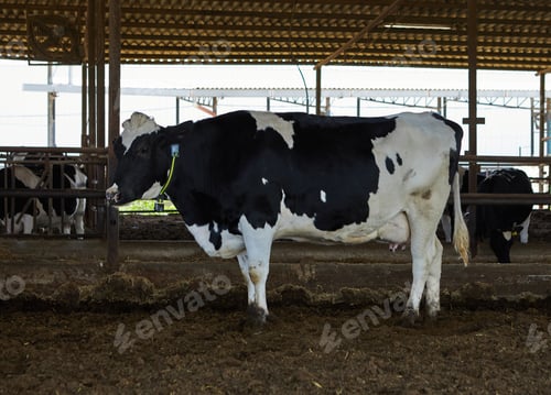 Preview: Cows farm, kibbutz Village.