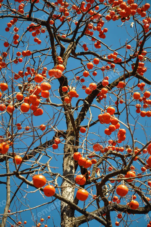 Preview: Persimmon