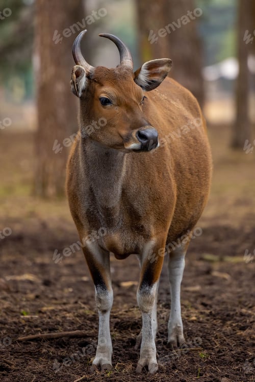 Preview: Small Banteng standing in a clearing of mud