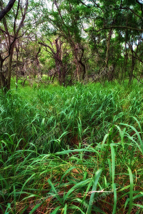 Preview: Wilderness - inside Koko Head Crater