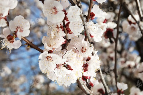 Vorschau: Nahaufnahme eines blühenden Aprikosenbaums an einem sonnigen Tag im Freien. Frühlingszeit