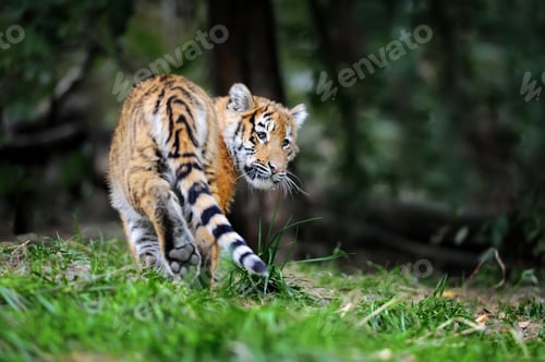 Preview: Tiger cub in grass