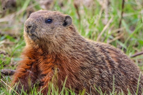 Preview: Groundhog in the grass