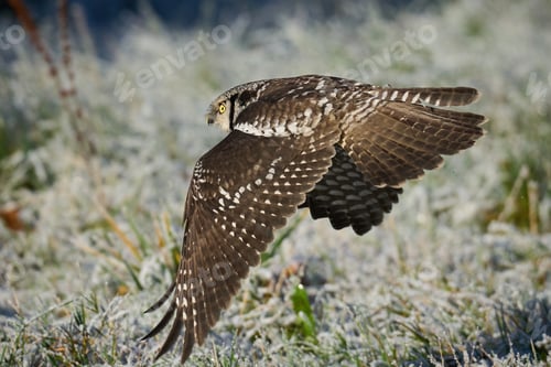 Preview: Northern hawk owl (Surnia ulula)