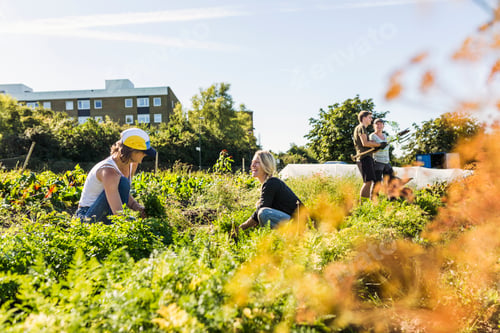 Preview: People working on allotment