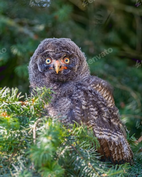 Preview: Majestic owl perched atop a tree branch surveys its surroundings with its intense gaze.