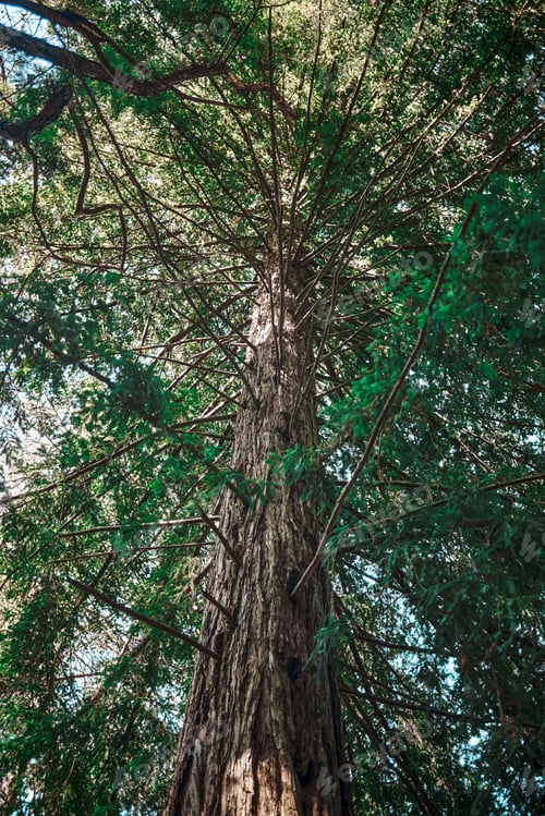 Preview: View of a sequoia from its base