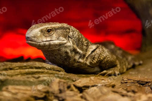 Preview: Lizard on stone closeup