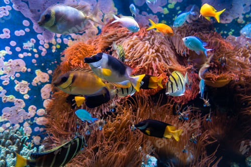 Preview: Underwater scene. Coral reef, fish groups in clear ocean water