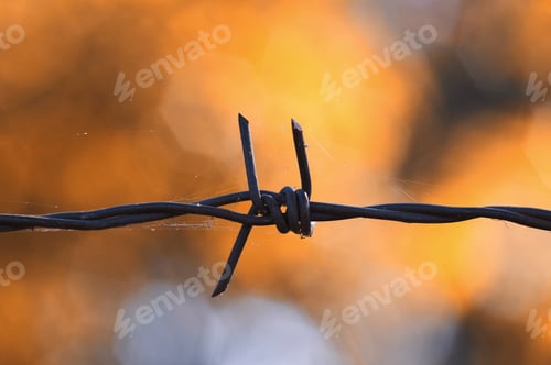 Preview: Close-up view barbed wire