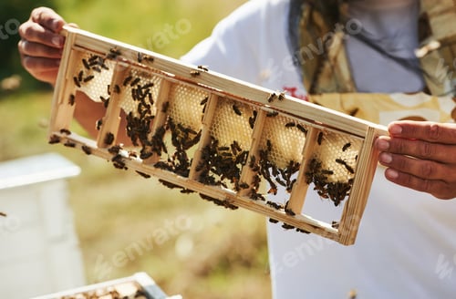 Preview: Beekeeper works with honeycomb full of bees outdoors at sunny day