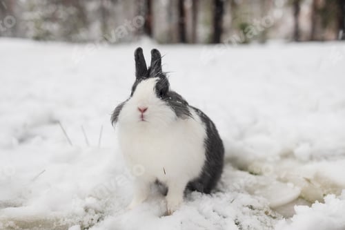Preview: Cute rabbit winter in the snow, snowdrifts, fluffy snow