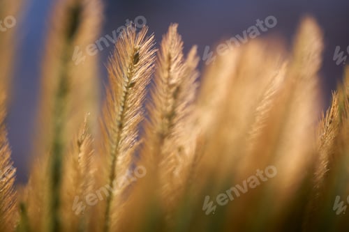 Preview: Close-up of soft grass flowers