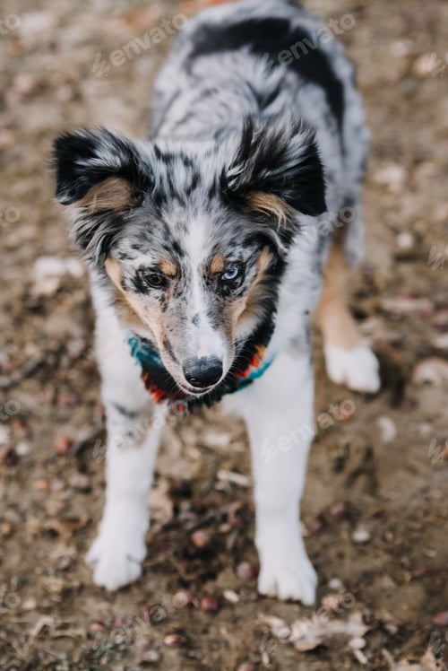 Preview: Blue Merle Australian shepherd puppy