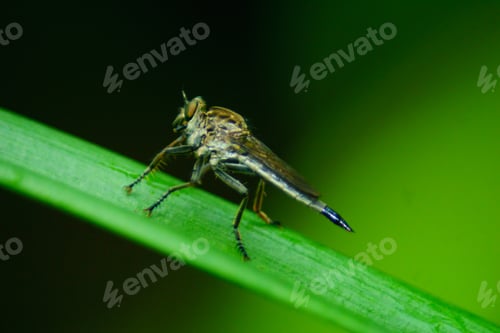 Preview: The natural beauty of Indonesia with small plants and animals, macro photos of plants and animals