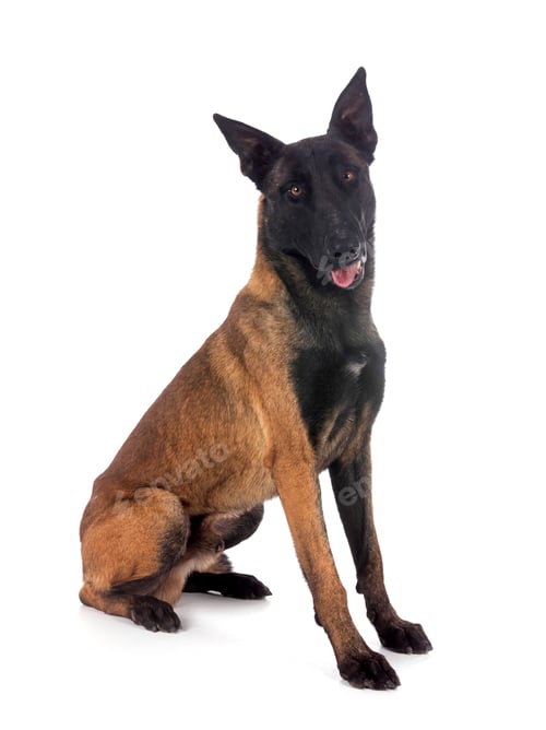 Preview: malinois in studio