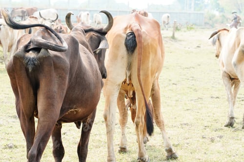 Preview: Cow in the green grass