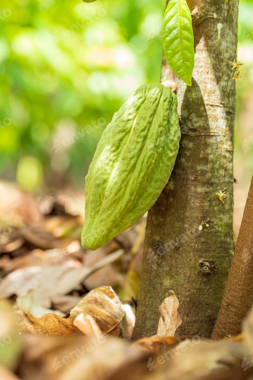 Preview: Cacao Tree (Theobroma cacao). Organic cocoa fruit pods in nature.