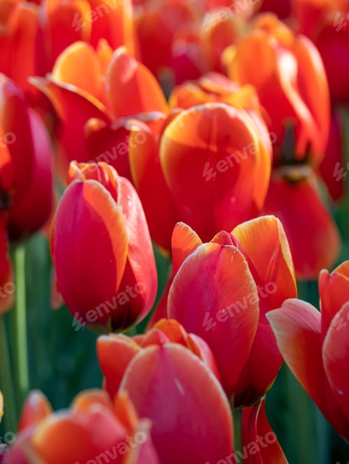 Preview: Beautiful spring flowers red tulips flower background