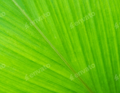 Preview: Texture green leaf background, pattern leaves nature park fresh plant, growth forest summer tropical