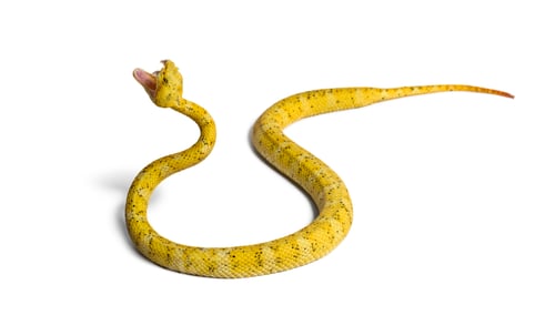 Preview: The eyelash viper, is a venomous pit viper looking at camera against white background