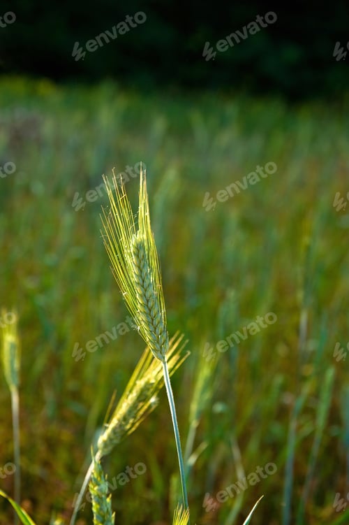 Preview: Barley growing in field, close-up, Cherington, Gloucestershire, England, UK