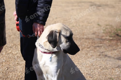 Preview: Dog walking