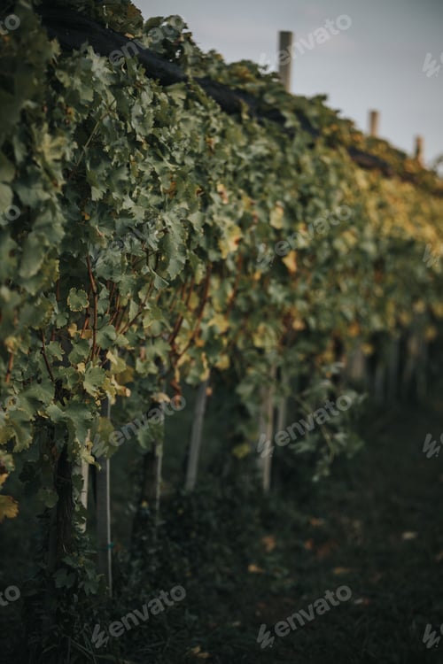 Preview: Beautiful view of vineyard under the blue sky