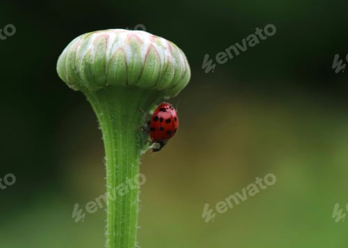 Preview: Ladybug on a green not open yet flower