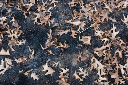 Preview: Dry Leaves On A Burned Ground In A Park