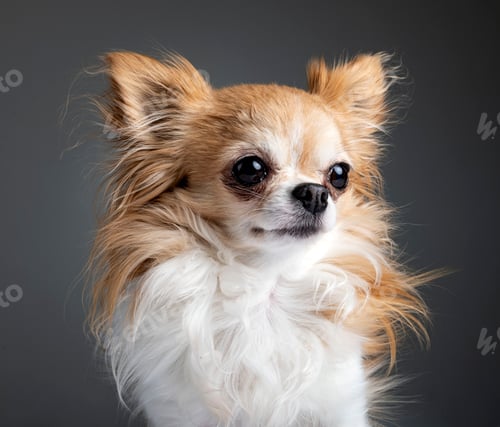 Preview: chihuahua in studio