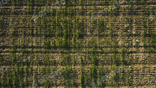 Preview: Aerial view of green corn field growing in rows, agriculture concept. Shot. Top view of green corn