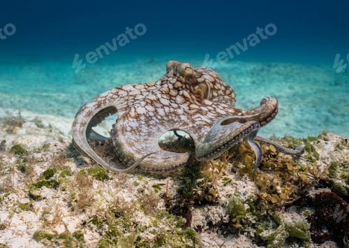 Preview: Amazing underwater world, Underwater world scene.